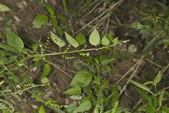 Mad Dog Skullcap, Scutellaria lateriflora