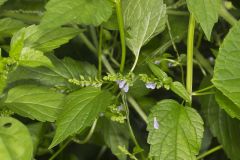 Mad Dog Skullcap, Scutellaria lateriflora