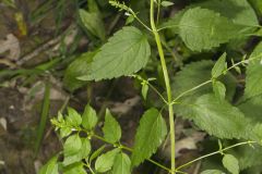 Mad Dog Skullcap, Scutellaria lateriflora