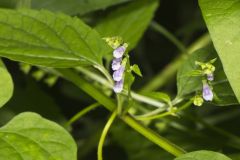 Mad Dog Skullcap, Scutellaria lateriflora