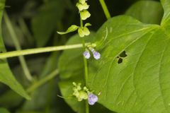Mad Dog Skullcap, Scutellaria lateriflora