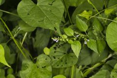 Mad Dog Skullcap, Scutellaria lateriflora Mad Dog Skullcap, Scutellaria lateriflora