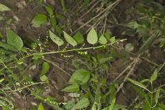 Mad Dog Skullcap, Scutellaria lateriflora
