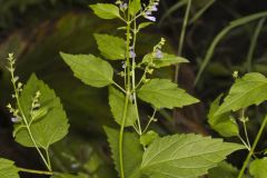 Mad Dog Skullcap, Scutellaria lateriflora