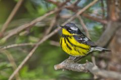 Magnolia Warbler, Setophaga magnolia