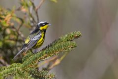 Magnolia Warbler, Setophaga magnolia
