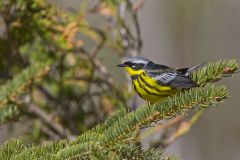 Magnolia Warbler, Setophaga magnolia
