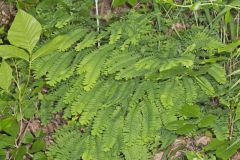 Maidenhair Fern, Adiantum pedatum