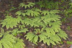 Maidenhair Fern, Adiantum pedatum