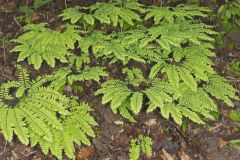Maidenhair Fern, Adiantum pedatum