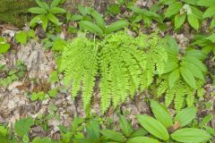 Maidenhair Fern, Adiantum pedatum