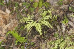 Maidenhair Fern, Adiantum pedatum