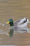 Mallard, Anas platyrhynchos