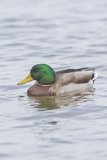Mallard, Anas platyrhynchos