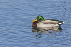 Mallard, Anas platyrhynchos