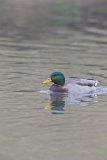 Mallard, Anas platyrhynchos