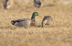 Mallard, Anas platyrhynchos