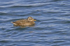 Mallard, Anas platyrhynchos