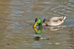 Mallard, Anas platyrhynchos