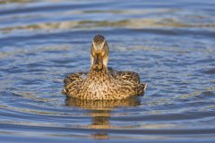 Mallard, Anas platyrhynchos