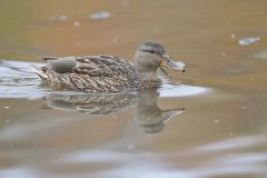 Mallard, Anas platyrhynchos