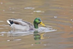 Mallard, Anas platyrhynchos