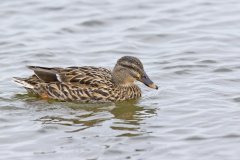 Mallard, Anas platyrhynchos