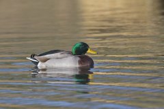 Mallard, Anas platyrhynchos