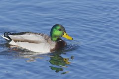 Mallard, Anas platyrhynchos