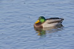 Mallard, Anas platyrhynchos