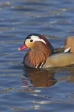Mandarin Duck, Aix galericulata
