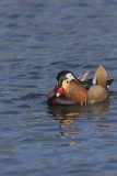 Mandarin Duck, Aix galericulata