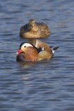 Mandarin Duck, Aix galericulata