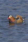 Mandarin Duck, Aix galericulata