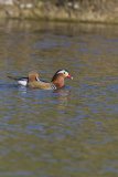 Mandarin Duck, Aix galericulata