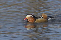 Mandarin Duck, Aix galericulata