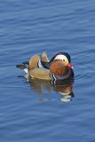 Mandarin Duck, Aix galericulata