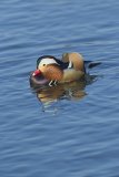 Mandarin Duck, Aix galericulata