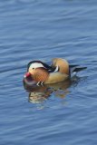 Mandarin Duck, Aix galericulata