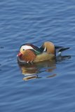 Mandarin Duck, Aix galericulata
