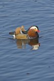 Mandarin Duck, Aix galericulata