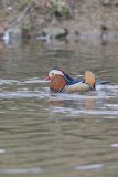 Mandarin Duck, Aix galericulata