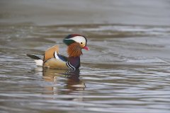 Mandarin Duck, Aix galericulata