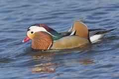 Mandarin Duck, Aix galericulata