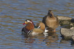 Mandarin Duck, Aix galericulata