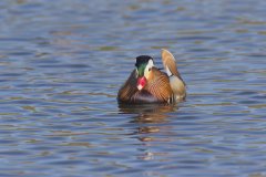 Mandarin Duck, Aix galericulata