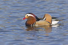 Mandarin Duck, Aix galericulata
