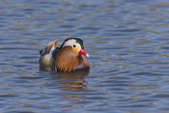 Mandarin Duck, Aix galericulata