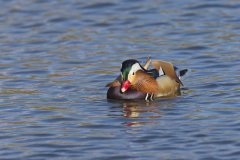 Mandarin Duck, Aix galericulata