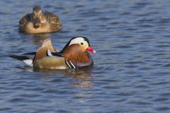 Mandarin Duck, Aix galericulata